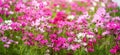 Closeup of pink and white Cosmos flower under sunlight with copy space background natural green plants landscape, ecology Royalty Free Stock Photo