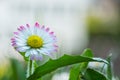 Closeup a pink and white daisy, bellis perennis on blur background, wildflower