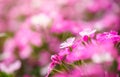 Closeup of pink and white Dianthus flower under sunlight using as background natural plants landscape, ecology wallpaper cover