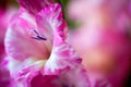 Closeup of pink and white gladiolus flowers