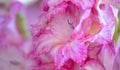 Closeup of pink and white gladiolus flowers