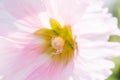 Closeup pink and white Hollyhock blossom, flower, background, nature