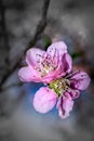 Closeup of a Pink and white Japanese cherry blossom  Flower Prunus serrulata in a garden Royalty Free Stock Photo