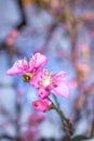 Closeup of a Pink and white Japanese cherry blossom Flower Prunus serrulata in a garden