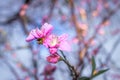 Closeup of a Pink and white Japanese cherry blossom  Flower Prunus serrulata in a garden Royalty Free Stock Photo