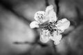 Closeup of a Pink and white Japanese cherry blossom  Flower Prunus serrulata in a garden Royalty Free Stock Photo