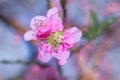 Closeup of a Pink and white Japanese cherry blossom Flower Prunus serrulata in a garden