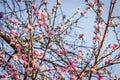 Closeup of a Pink and white Japanese cherry blossom Flower Prunus serrulata in a garden