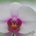 Closeup of pink and white orchid Royalty Free Stock Photo