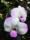 Closeup Pink and white orchid Royalty Free Stock Photo