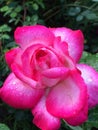 Closeup of pink and white rose early bloom with waterdrops Royalty Free Stock Photo