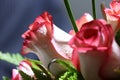 Closeup of Elegant bouquet of pink with white shade roses in bloom Royalty Free Stock Photo