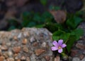 Closeup of a Pink woodsorrel flower