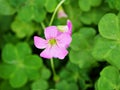 pink Woodsorrel Oxalis corymbosa plants in garden