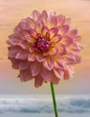 Closeup of pink and yellow Dahlia flower on sunset sky background - beautiful floral wallpaper Royalty Free Stock Photo