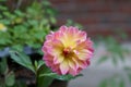 A closeup of a pink and yellow Dahlia Royalty Free Stock Photo