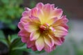 A closeup of a pink and yellow Dahlia Royalty Free Stock Photo