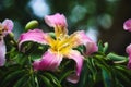 Closeup of a pink and yellow flower from the silk floss tree Royalty Free Stock Photo