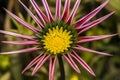 Closeup of a Pink Yellow Green Orange color Gazania flower Royalty Free Stock Photo