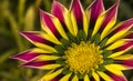 Closeup of a Pink Yellow Green Orange color Gazania flower Royalty Free Stock Photo