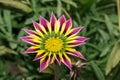 Closeup of a Pink Yellow Green Orange color Gazania flower Royalty Free Stock Photo