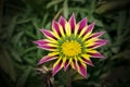 Closeup of a Pink Yellow Green Orange color Gazania flower Royalty Free Stock Photo