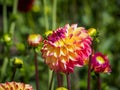 Closeup of a pink yellow multicolor blooming Pompon Dahlia and flower-buds Royalty Free Stock Photo