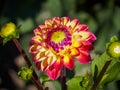 Closeup of a pink yellow multicolor blooming Pompon Dahlia and flower-buds Royalty Free Stock Photo