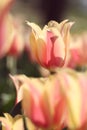 Closeup of pink and yellow tulips in the feild Royalty Free Stock Photo
