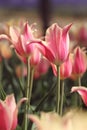 Closeup of pink and yellow tulips in the feild