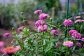 Closeup of pink Zinnia graceful flowers growing in a garden