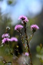 Closeup of pinkish purple flowers of the Australian native myrtle Kunzea capitata, family Myrtaceae