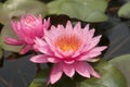 Closeup  pinks lotus  blooming , lotuses with green leaves on lake,Thailand Royalty Free Stock Photo