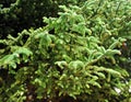 Closeup of Pinsapo, abies pinsapo, in Sierra de Grazalema Natural Park, province of CÃÂ¡diz, Spain Royalty Free Stock Photo