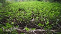 Closeup Pinto Peanut tree grow in field Royalty Free Stock Photo