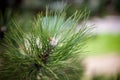 Closeup of pinyon pine cone on tree with pine nuts Royalty Free Stock Photo