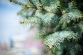 Closeup of pinyon pine cone on tree with pine nuts Royalty Free Stock Photo