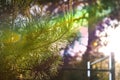 Closeup of pinyon pine cone on tree with pine nuts. Selective focus. Rainbow sunlight Royalty Free Stock Photo