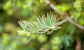 Closeup of pinyon pine cone on tree with pine nuts Royalty Free Stock Photo