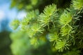 Closeup of pinyon pine cone on tree with pine nuts Royalty Free Stock Photo