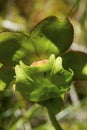 Closeup of a pitcher plant flower in New Hampshire. Royalty Free Stock Photo