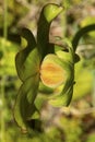 Closeup of a pitcher plant flower in New Hampshire. Royalty Free Stock Photo