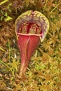 Closeup of a pitcher plant leaf in New Hampshire. Royalty Free Stock Photo