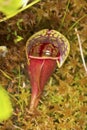 Closeup of a pitcher plant leaf in New Hampshire. Royalty Free Stock Photo