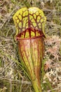 Closeup of a pitcher plant leaf in New Hampshire. Royalty Free Stock Photo