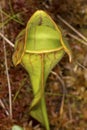 Closeup Of A Pitcher Plant Leaf In New Hampshire.