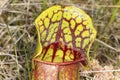 Closeup Of A Pitcher Plant Leaf In New Hampshire.