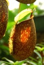 Closeup of the Pitchers of Nepenthes