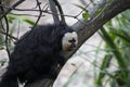 Closeup of a Pitheciidae on a tree branch in the Marwell Zoo, England