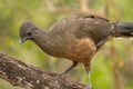 Closeup of a plain chachalaca (Ortalis vetula) perched on a branch Royalty Free Stock Photo